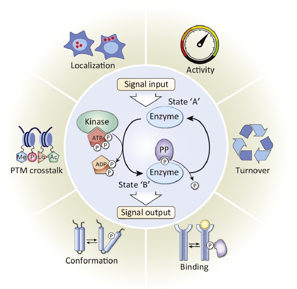 1891332542016638976-phosphoproteomics-service1.png