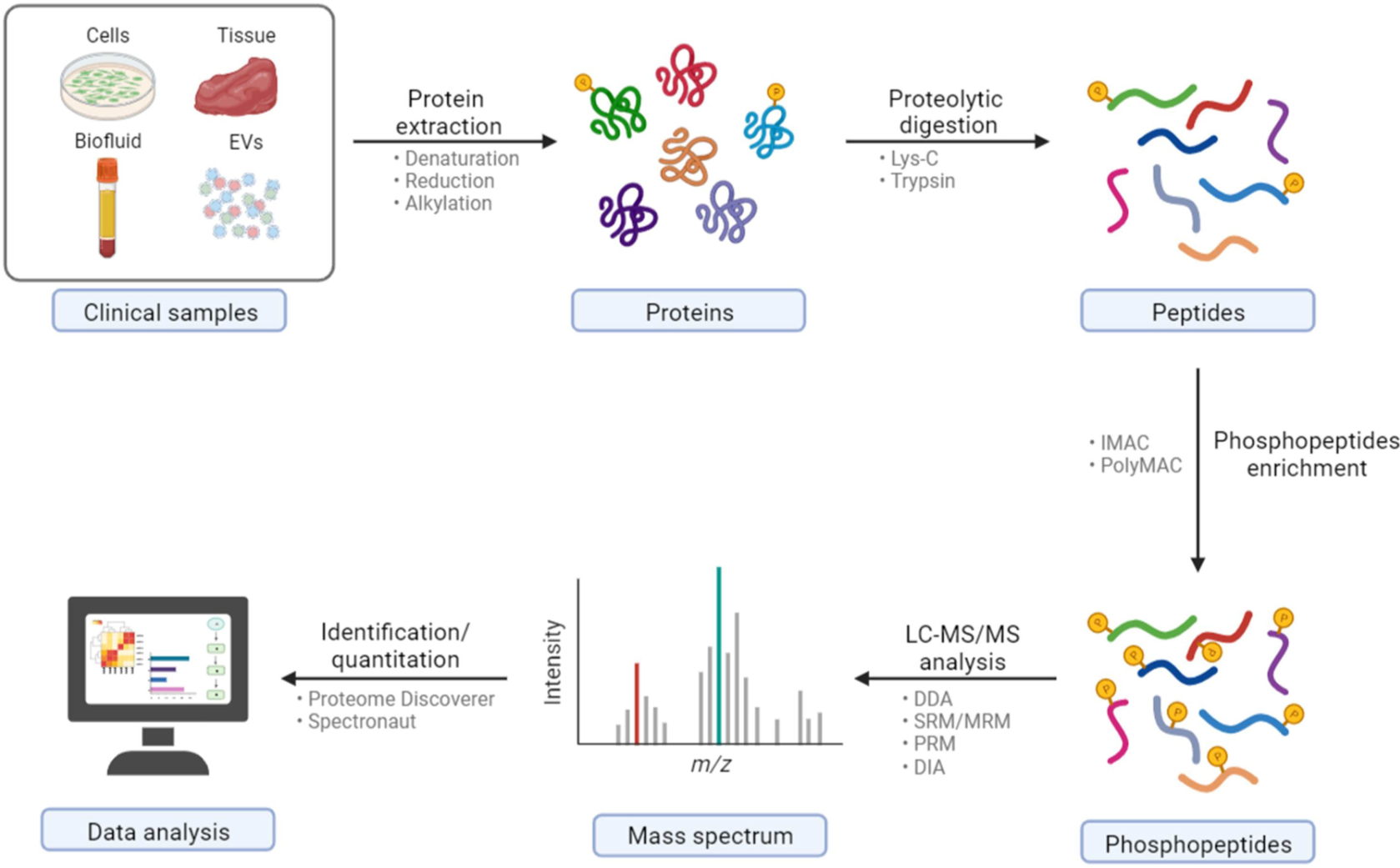 1891362535484542976-phosphoproteomics-service2.png