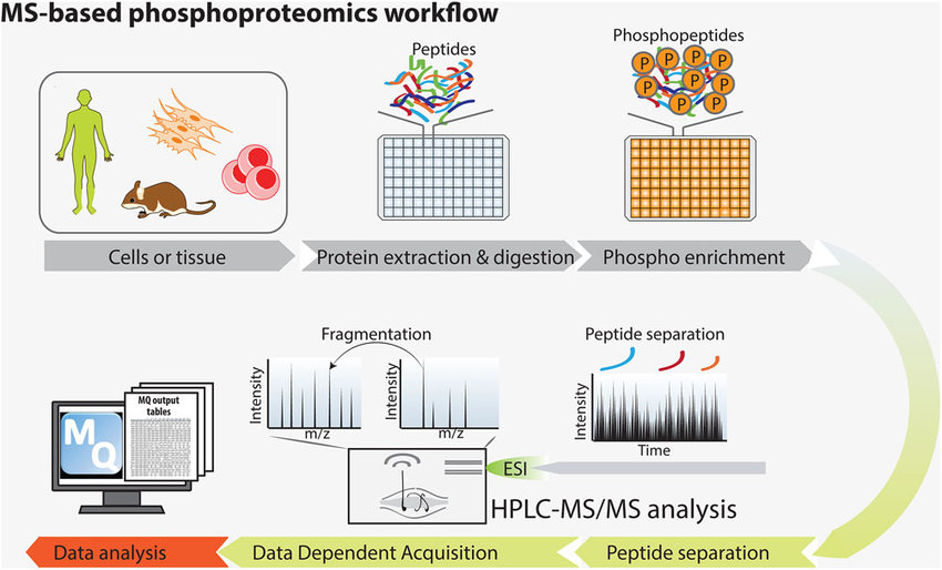 1891406305999572992-phosphoproteomics-analysis-service1.png