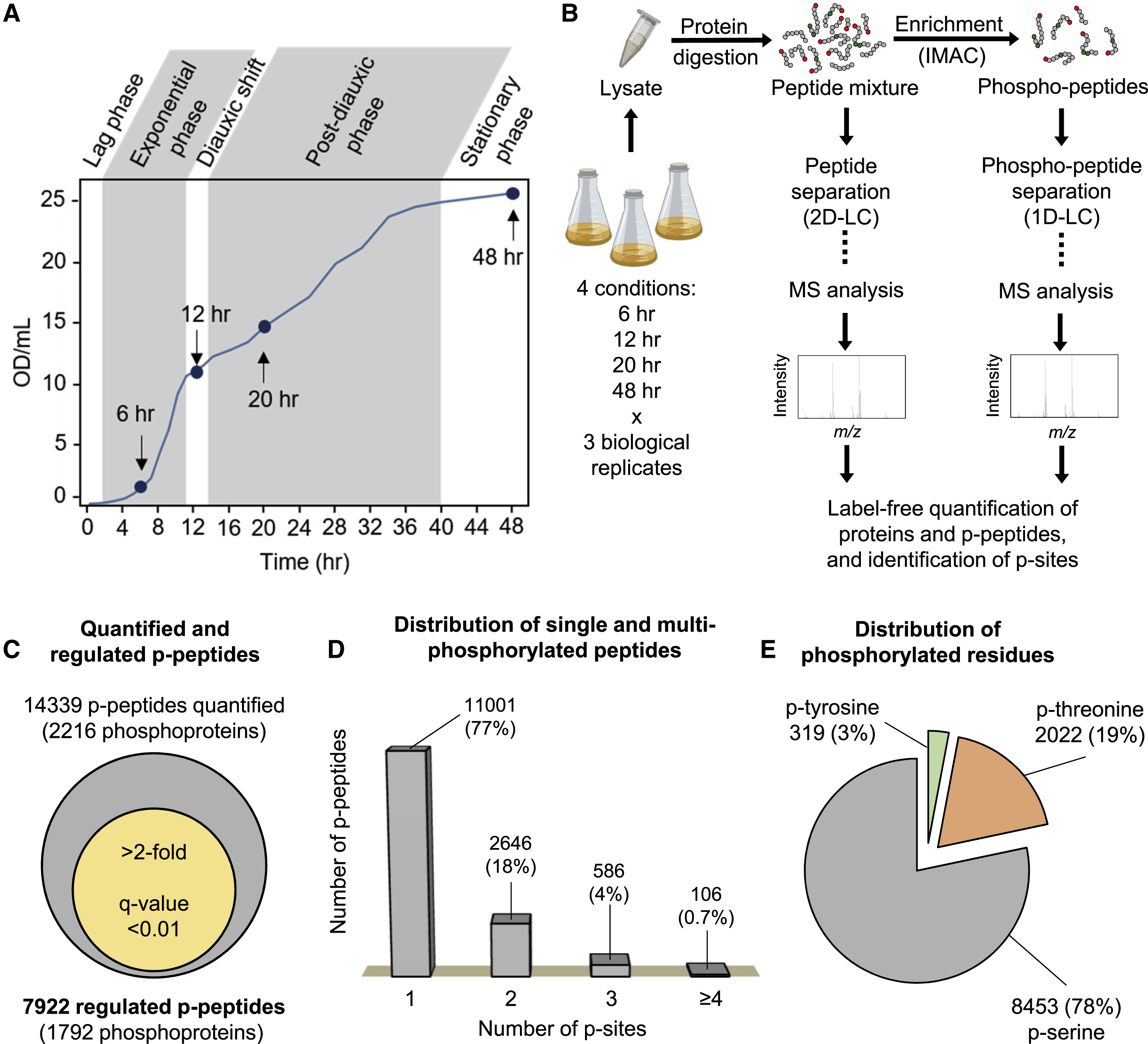 1891407309138677760-phosphoproteomics-analysis-service2.jpg