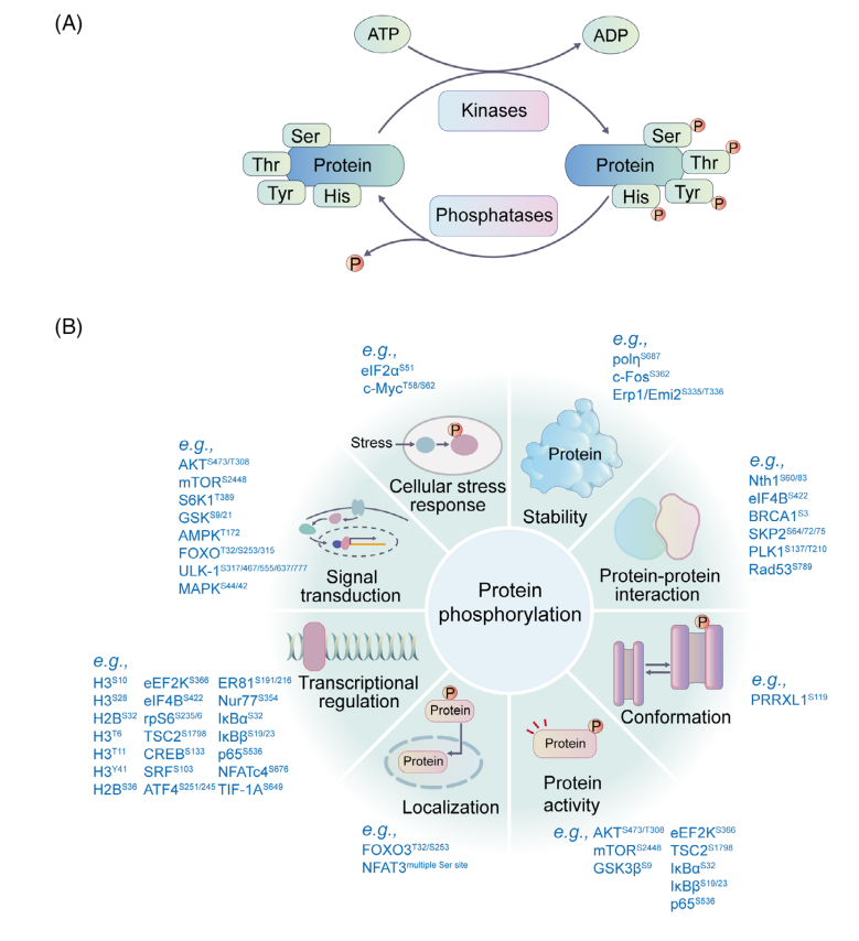1891716568174940160-phosphorylation-site-identification-service1.PNG