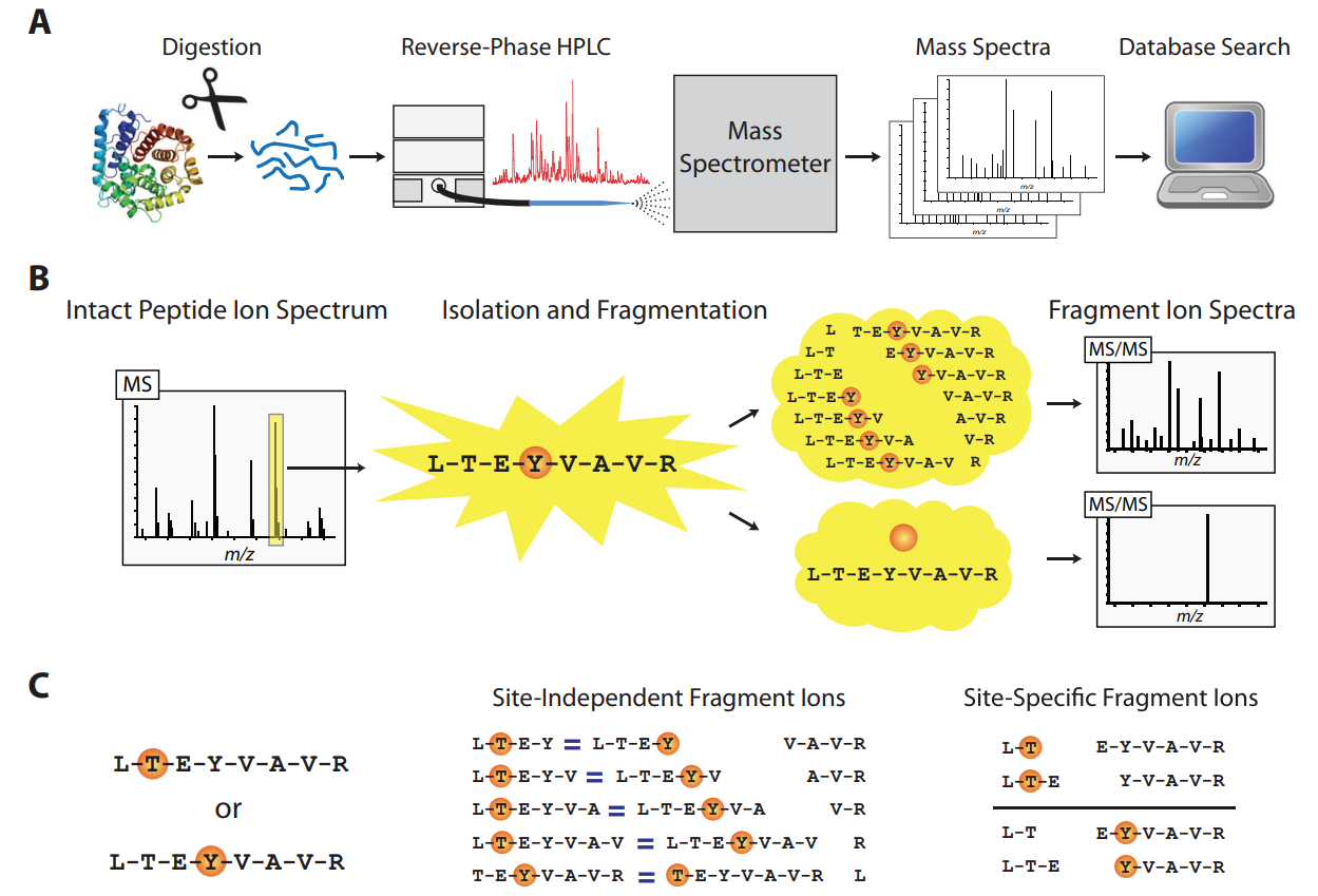 1891716686051659776-phosphorylation-site-identification-service2.PNG