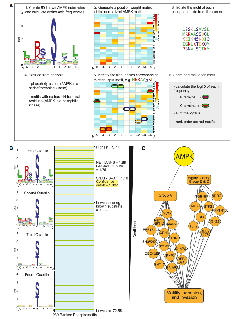 1891716794558304256-phosphorylation-site-identification-service3.PNG