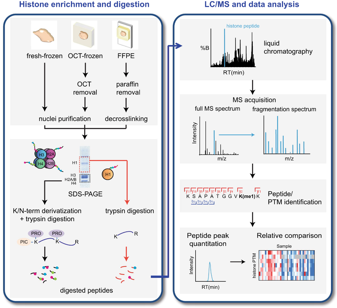 1891719594231058432-histone-phosphorylation-analysis-service1.PNG