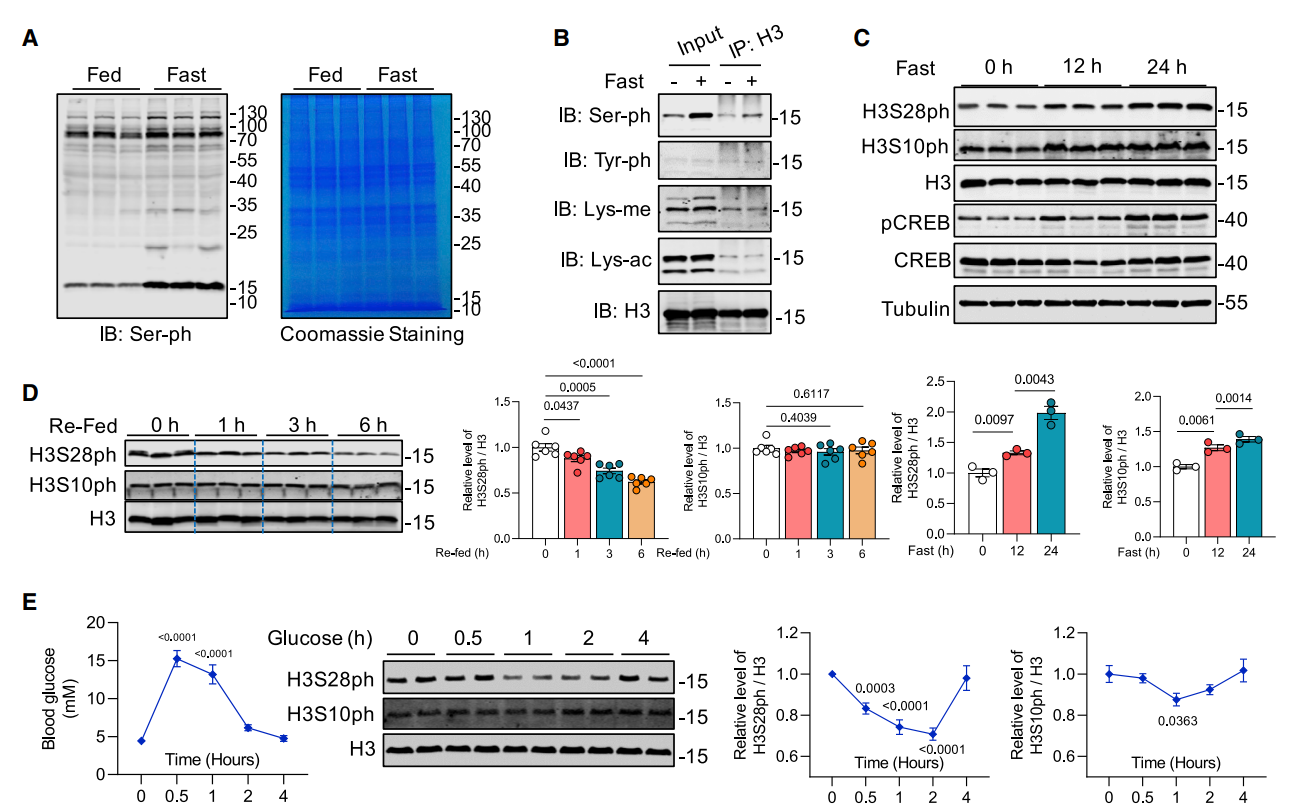1891719834145247232-histone-phosphorylation-analysis-service2.PNG