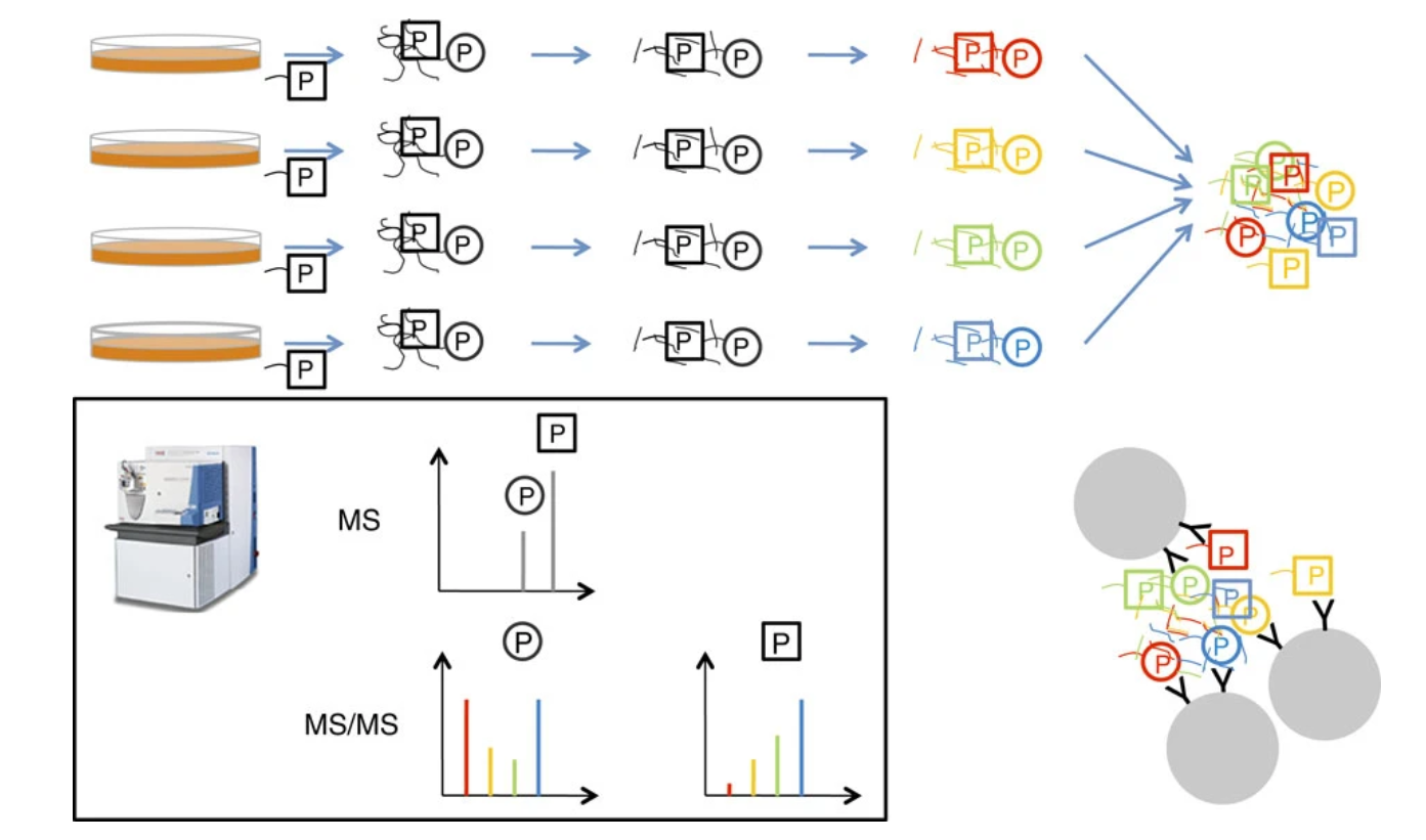 1892037426709909504-phosphorylation-site-absolute-quantification-service1.png
