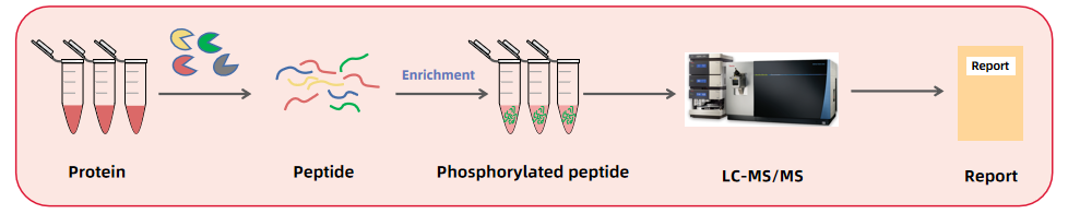 1892049016259727360-deep-phosphoproteomics-service1.PNG
