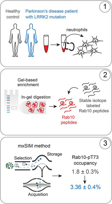 1892081873522905088-phosphorylation-site-absolute-quantification-service2.jpg