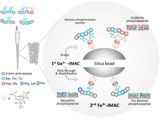 1892117437039104000-phosphopeptide-enrichment-followed-by-mass-spectrometry--tio2-imac-service1.jpg