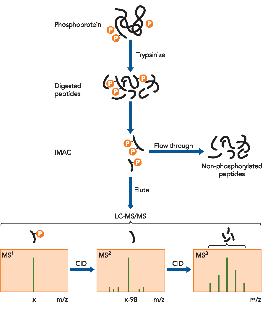 1892117625354964992-phosphopeptide-enrichment-followed-by-mass-spectrometry--tio2-imac-service2.png