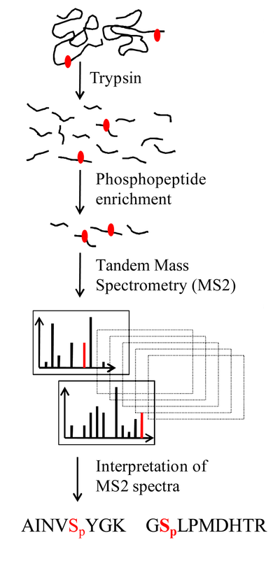 1892137907587239936-site-specific-phosphorylation-modification-analysis-service1.png