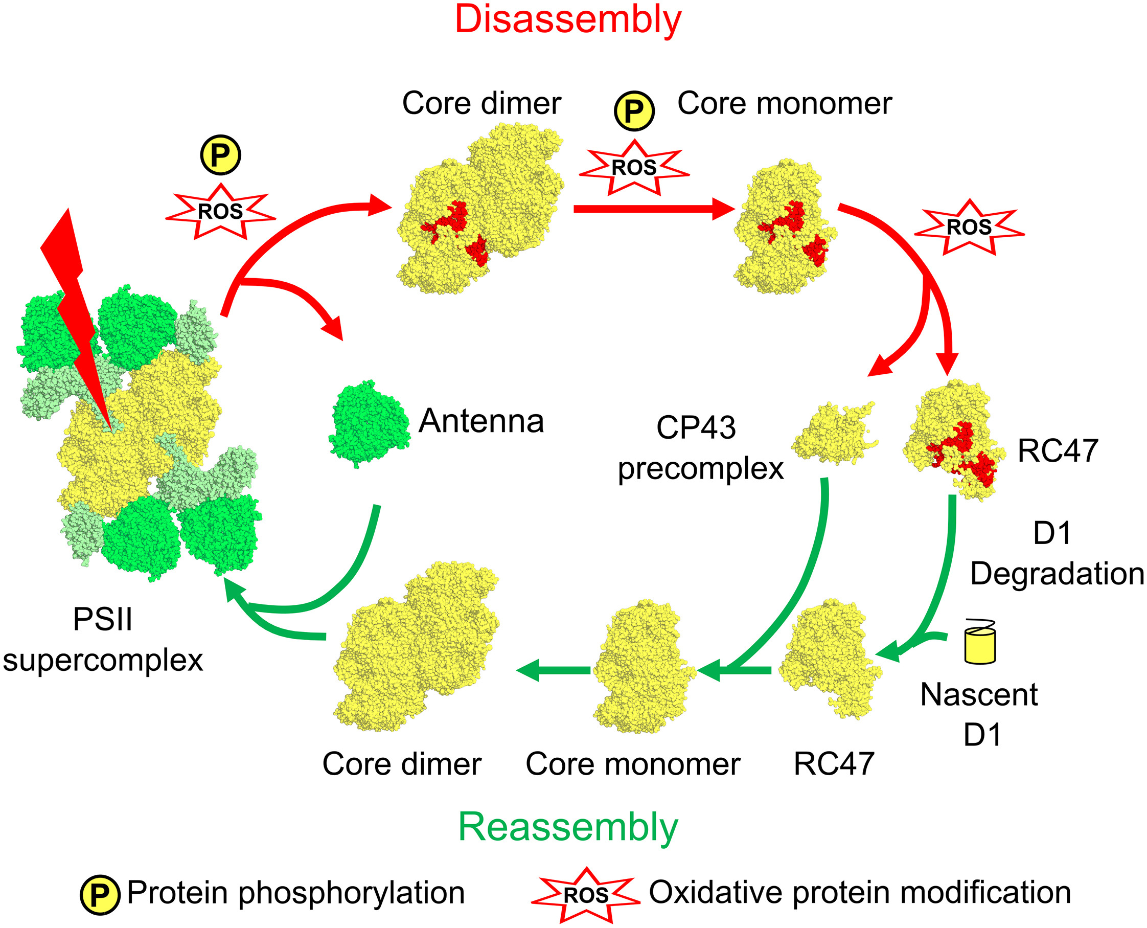 1892138016391680000-site-specific-phosphorylation-modification-analysis-service2.jpg