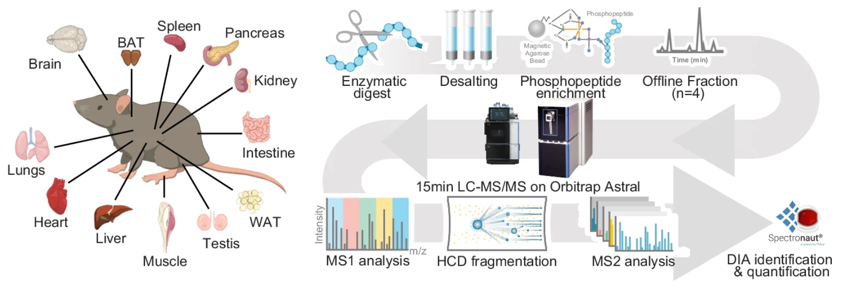 1892140958368780288-dia-ms-data-independent-acquisition-mass-spectrometry-based-quantitative-service2.png