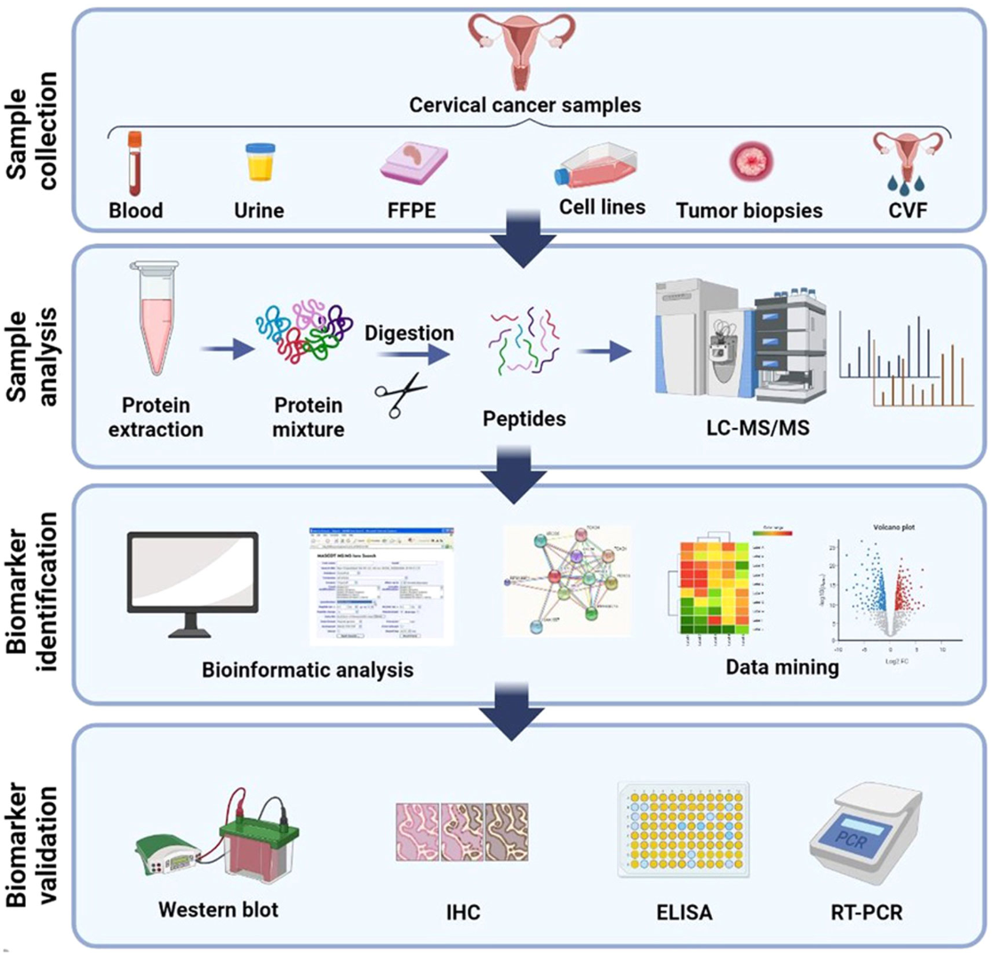 1892812012133142528-phosphorylation-biomarker-specificity-validation-service1.png