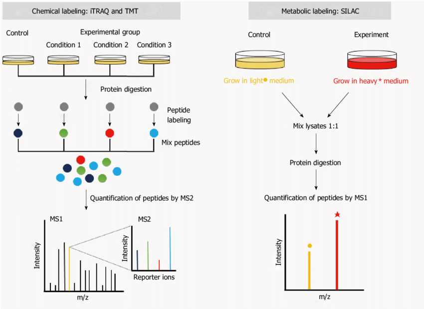 1892855739136462848-isotope-labeling-based-quantitative-service1.png