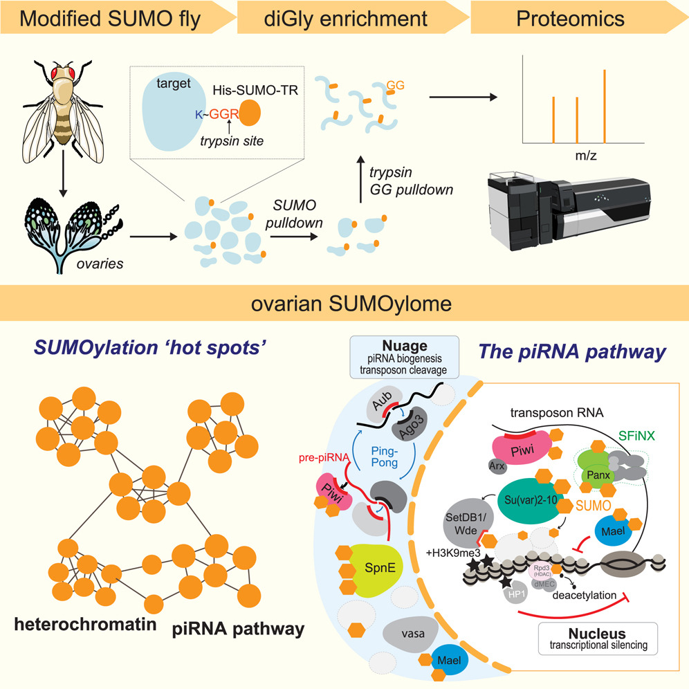 1893944890162270208-sumoylation-proteomics-analysis-service2.jpg