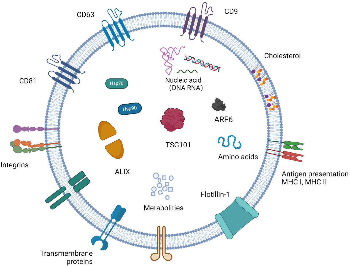 1899277652377325568-exosome-antibody-development-service1.png