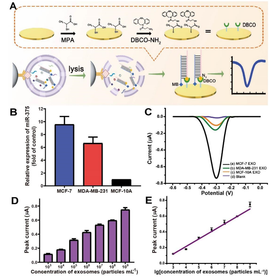 1899333296706932736-exosome-characterization-service2.PNG