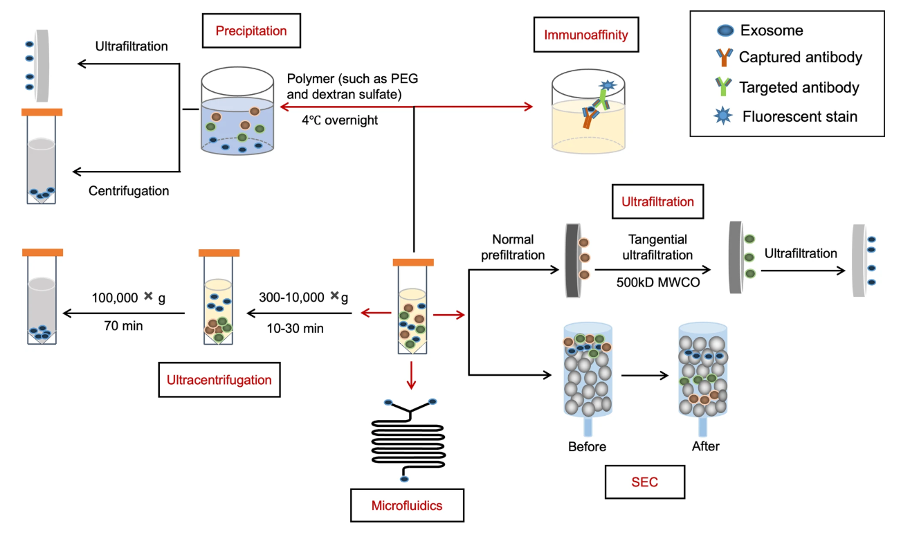 1899334865947054080-exosome-profiling-service1.PNG