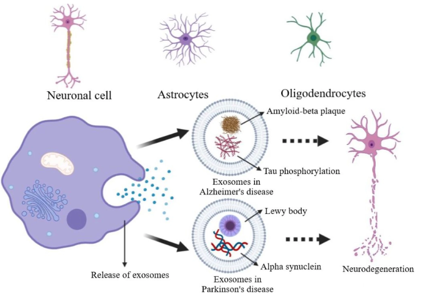 1899345617084862464-neurological-diseases-diagnosis-applied-exosomes1.png