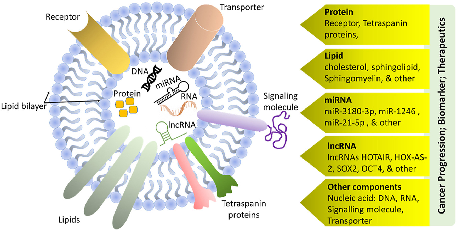 1899381024640061440-exosome-lipidomics--metabolomics-service1.jpg