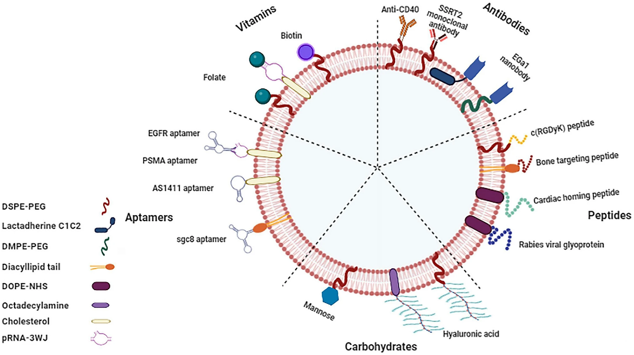 1899381863597330432-extracellular-vesicle-modification-services1.png