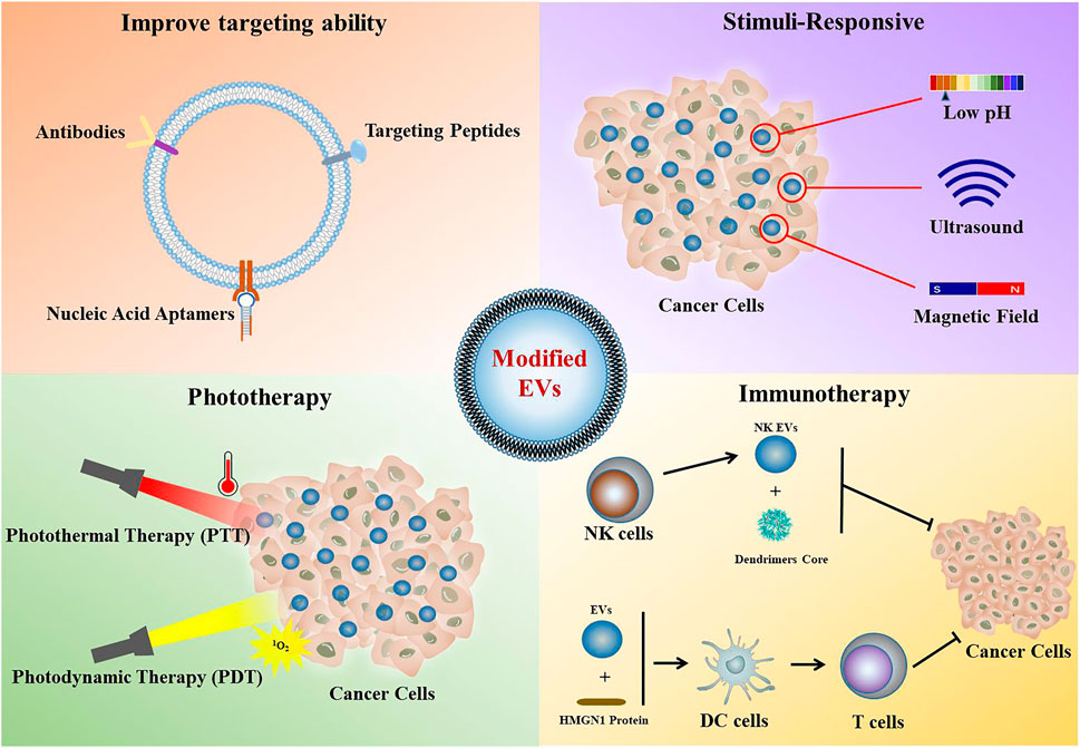 1899382059311943680-extracellular-vesicle-modification-services2.jpg