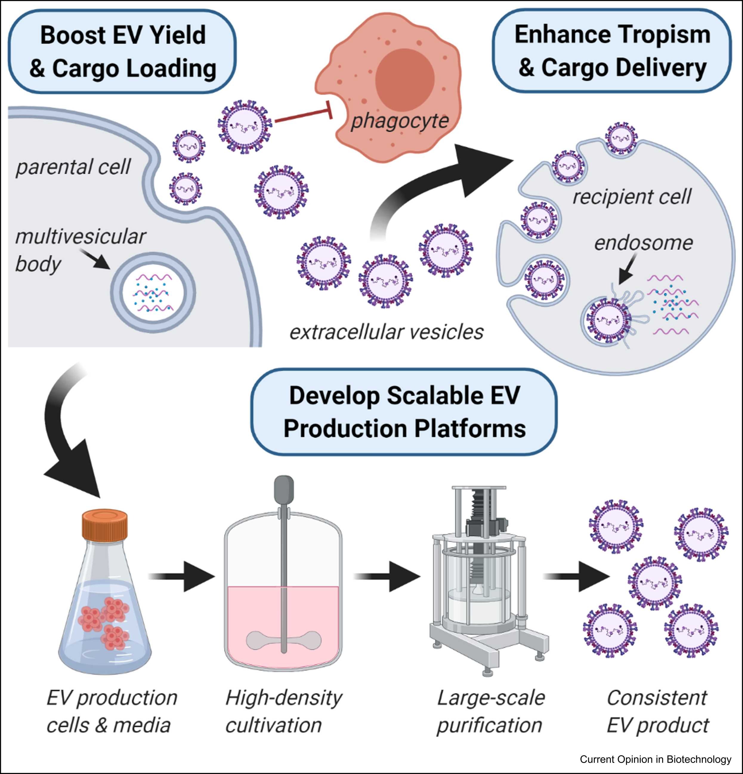1899385901881610240-extracellular-vesicle-manufacturing-service1.jpg