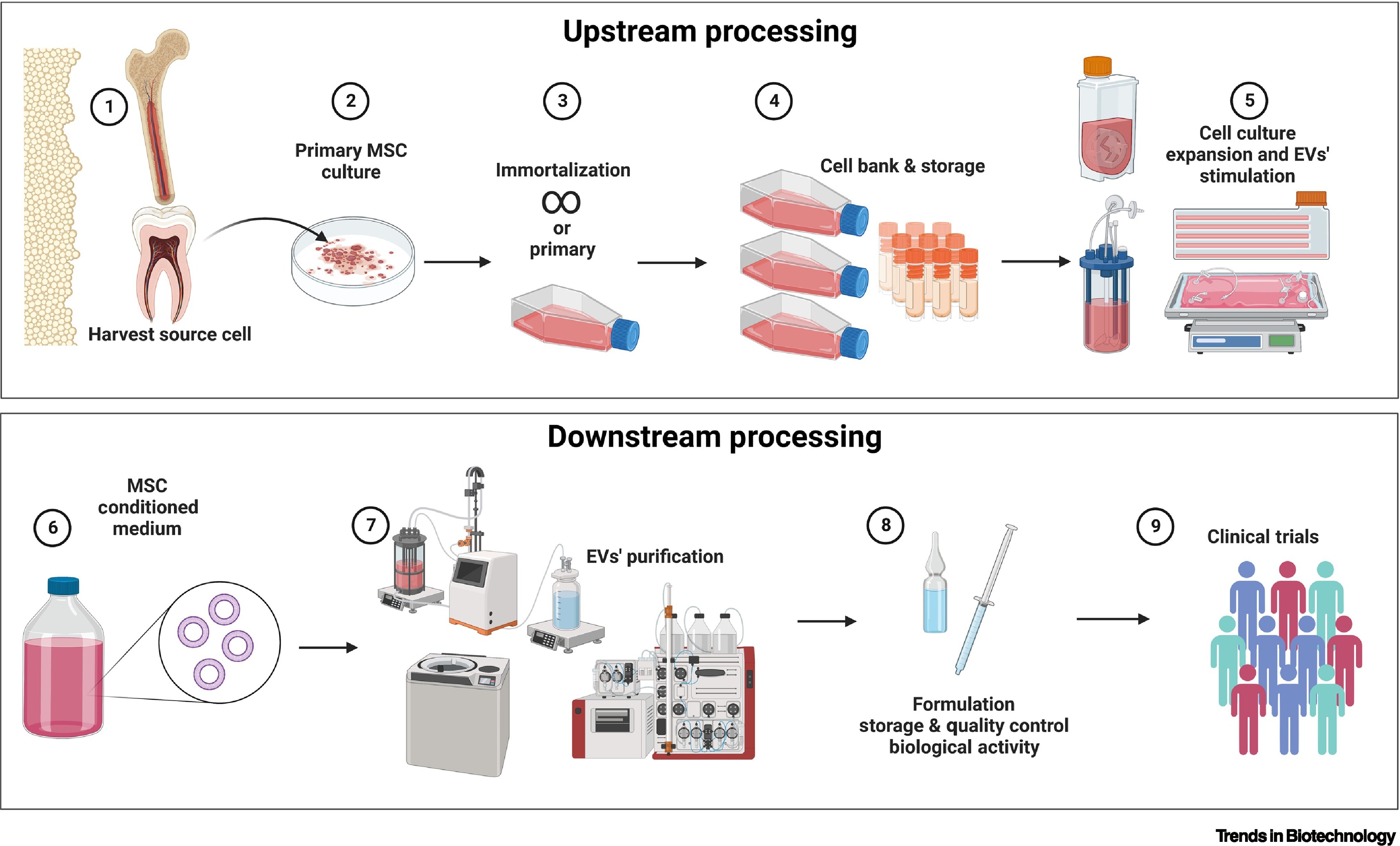 1899386081720782848-extracellular-vesicle-manufacturing-service2.jpg
