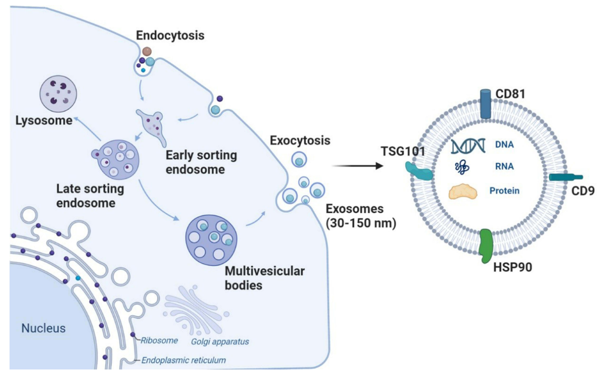 1906875922150707200-exosome-based-drug-delivery-service1.PNG