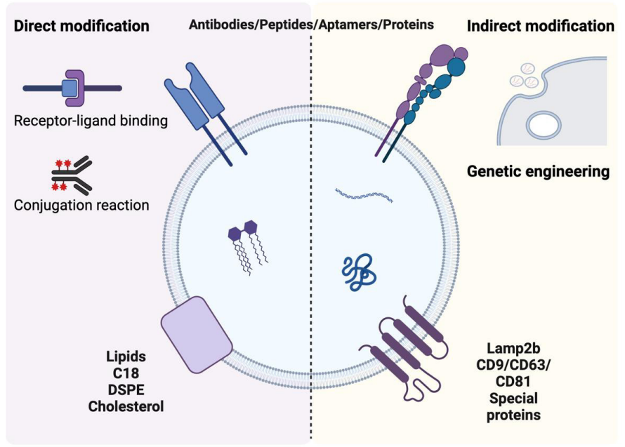 1906876120109273088-exosome-based-drug-delivery-service2.PNG