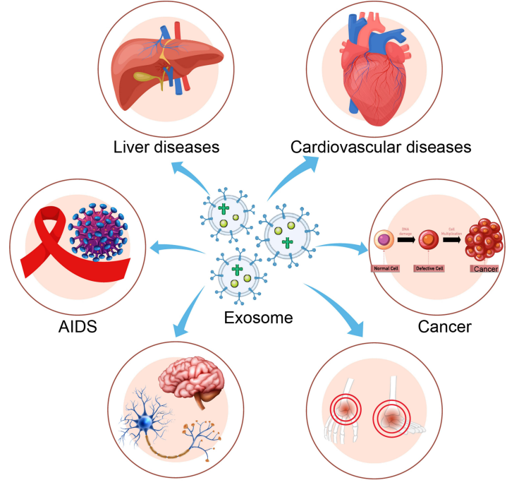 1906876764442447872-exosome-based-drug-delivery-service3.PNG