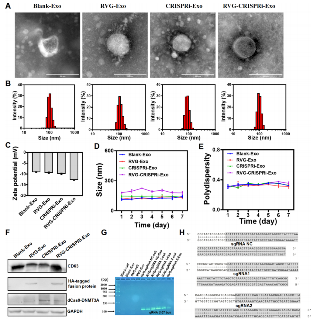 1906876987071909888-exosome-based-drug-delivery-service4.PNG