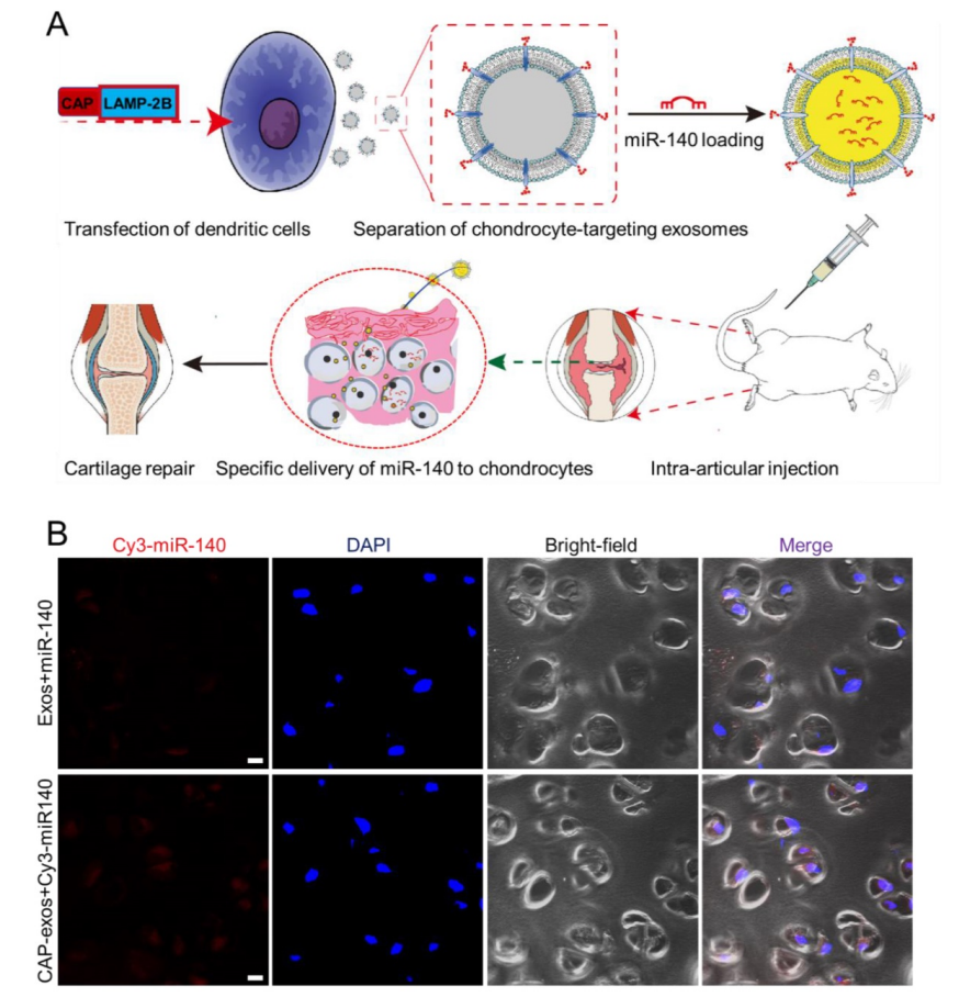 1906877099839967232-exosome-based-drug-delivery-service5.PNG