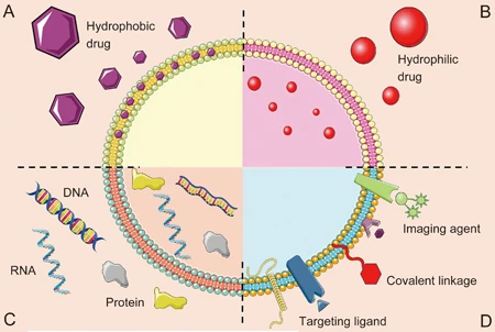 1906960237500944384-therapeutic-applications-service-of-exosomes1.png