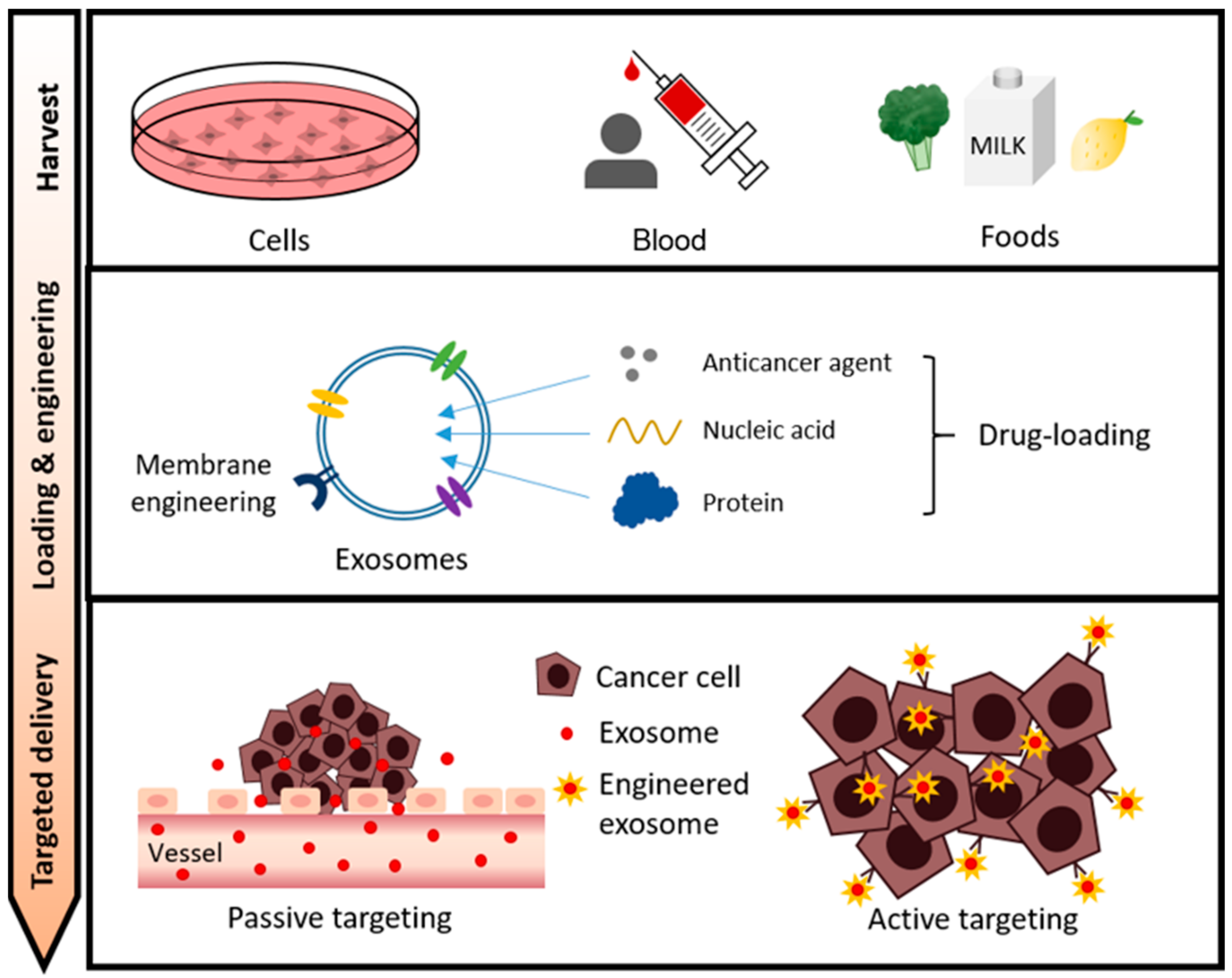 1906960674891354112-therapeutic-applications-service-of-exosomes2.png