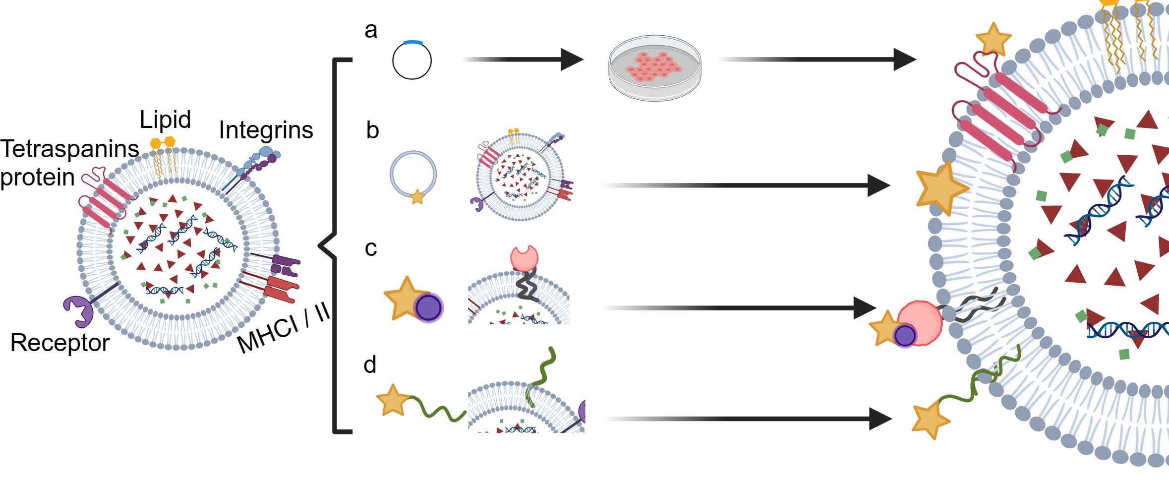 1906993749696303104-app1-expressed-exosome-modification-service1.jpg