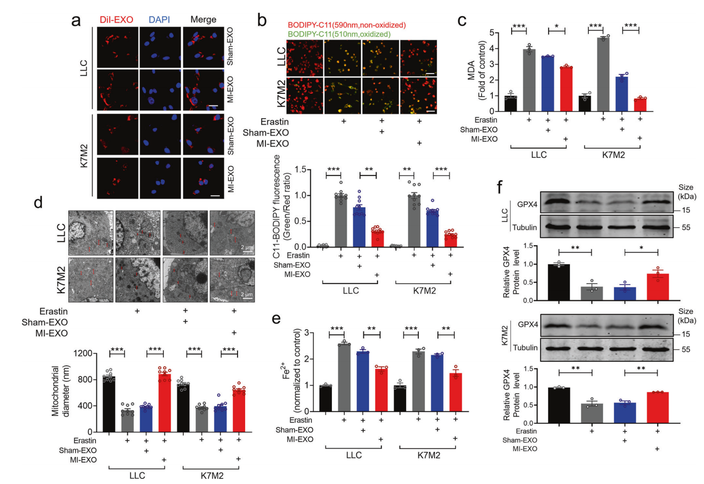 1907258838693302272-tissue-exosome-related-therapeutic-research-service1.PNG