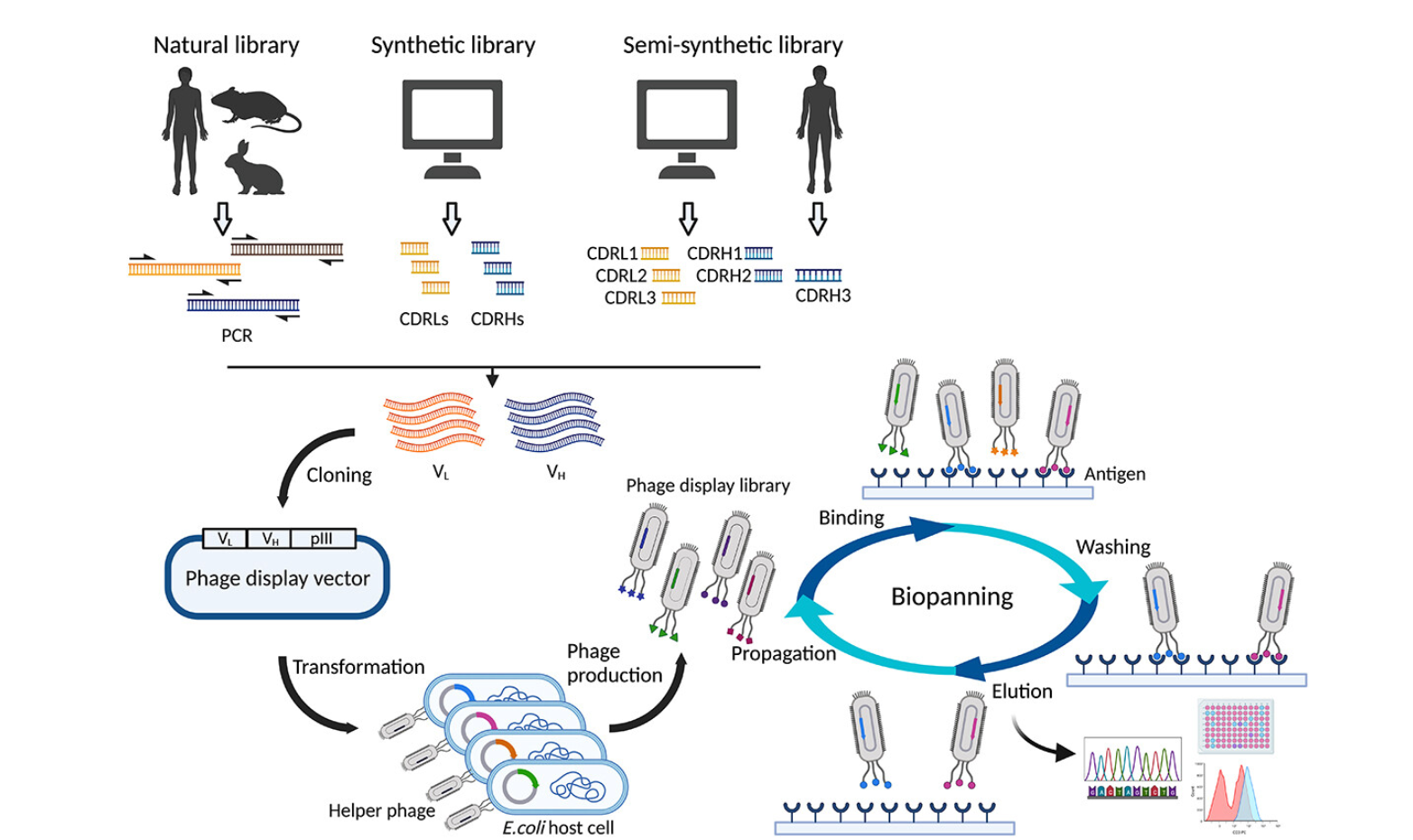 1907302218315976704-premade-phage-display-antibody-library-screening-service-for-exosome1.png