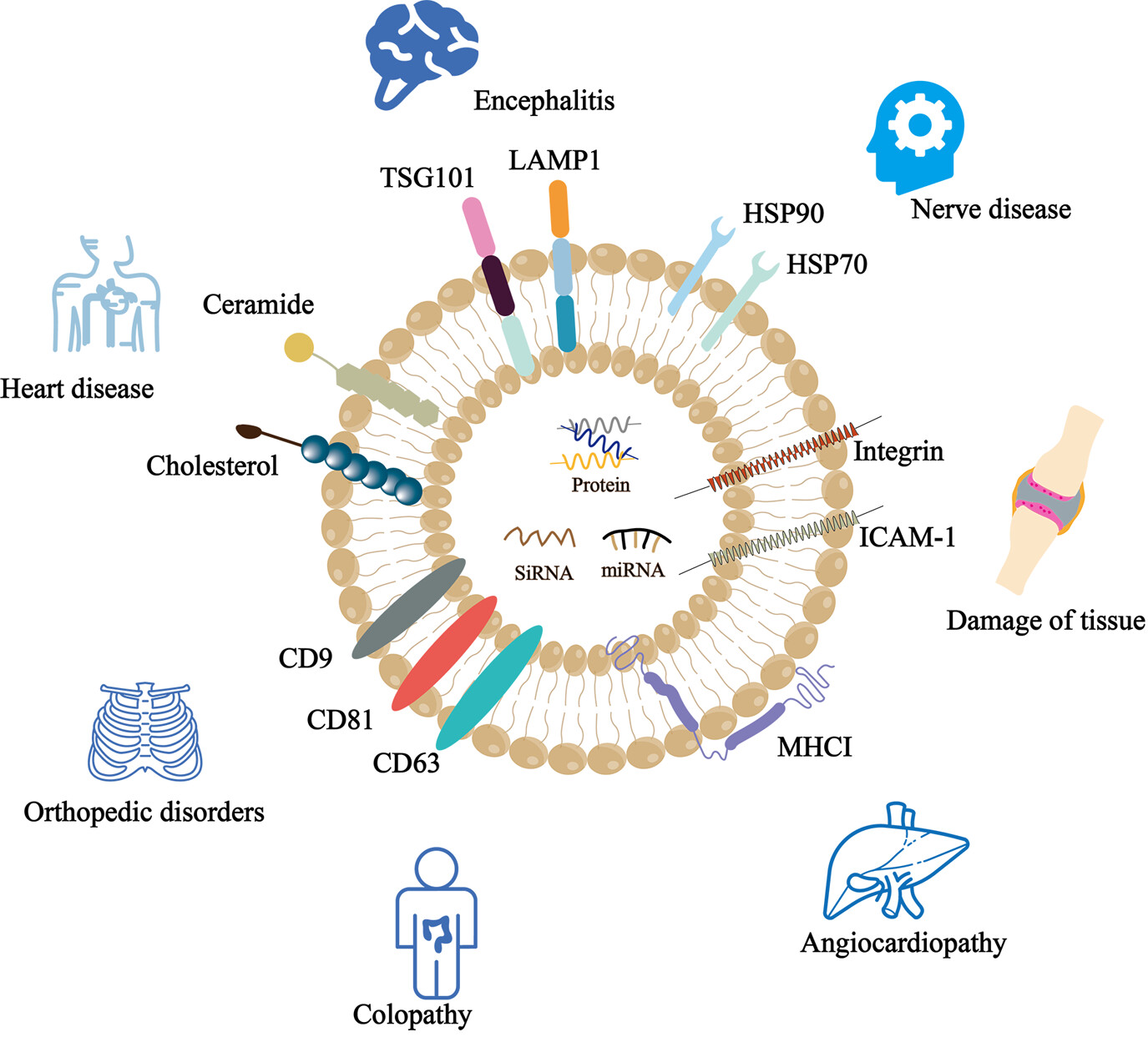 1907353133995642880-dhmeq-expressed-exosome-modification-service1.jpeg