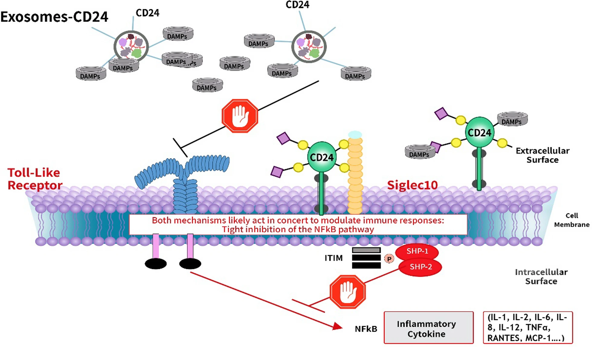 1907353532060258304-cd24-expressed-exosome-modification-service2.webp
