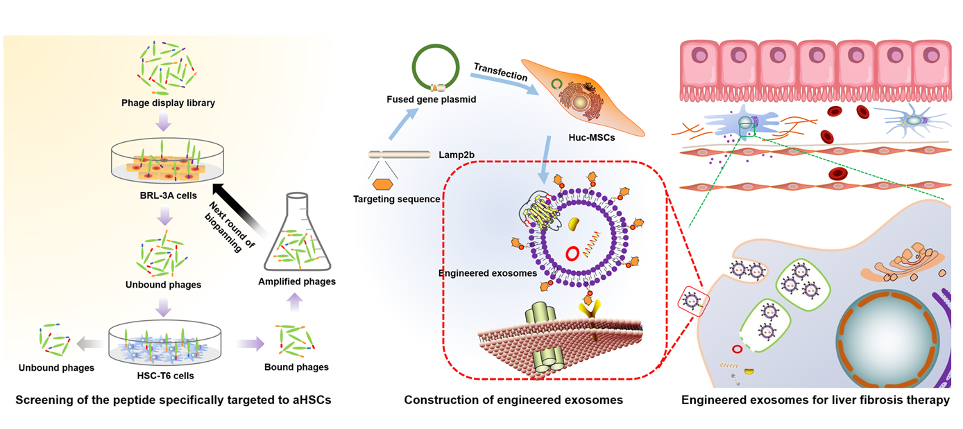 1907364089224089600-exosome-display-based-targeted-delivery-service2.png