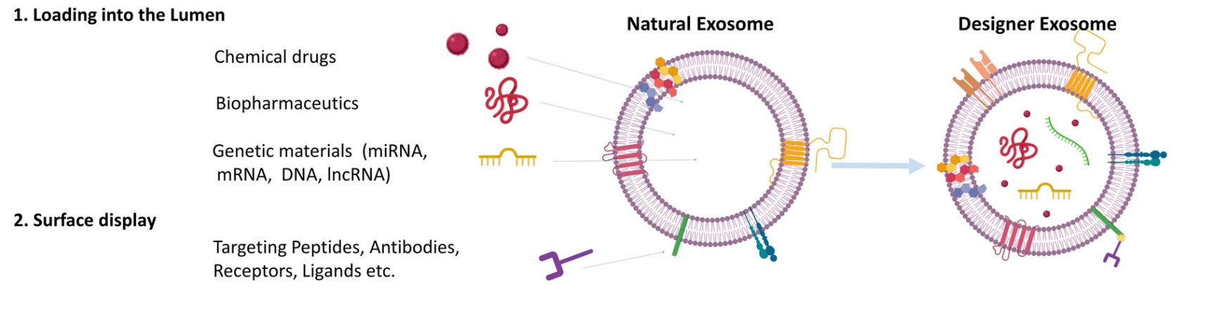1907665132646420480-exosome-display-based-protein-array-screen-service1.png