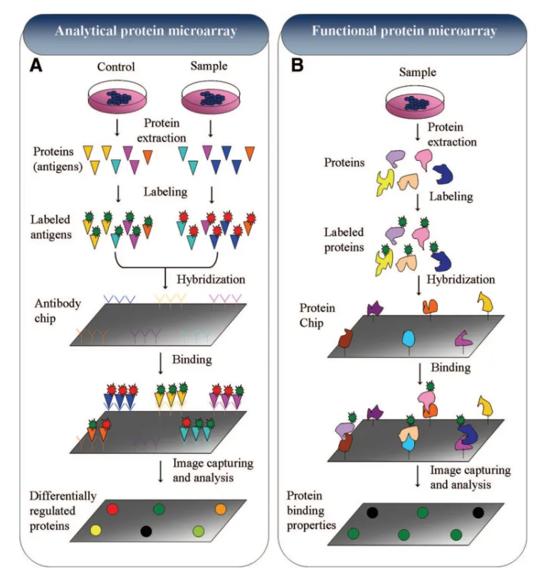 1907680713584005120-exosome-display-based-protein-array-screen-service2.png