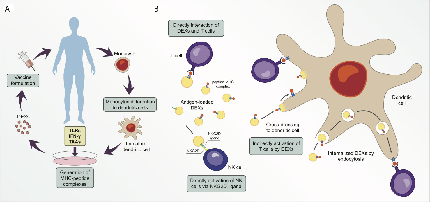 1907712568211394560-dendritic-cell-derived-exosomes-based-vaccine1.jpg