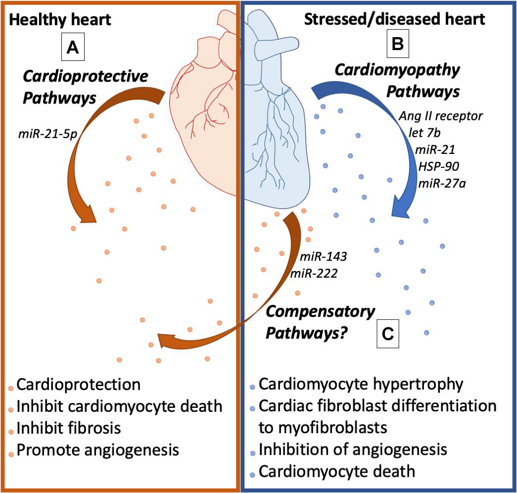 1907714001530900480-heart-tissue-exosome-research-and-application1.png