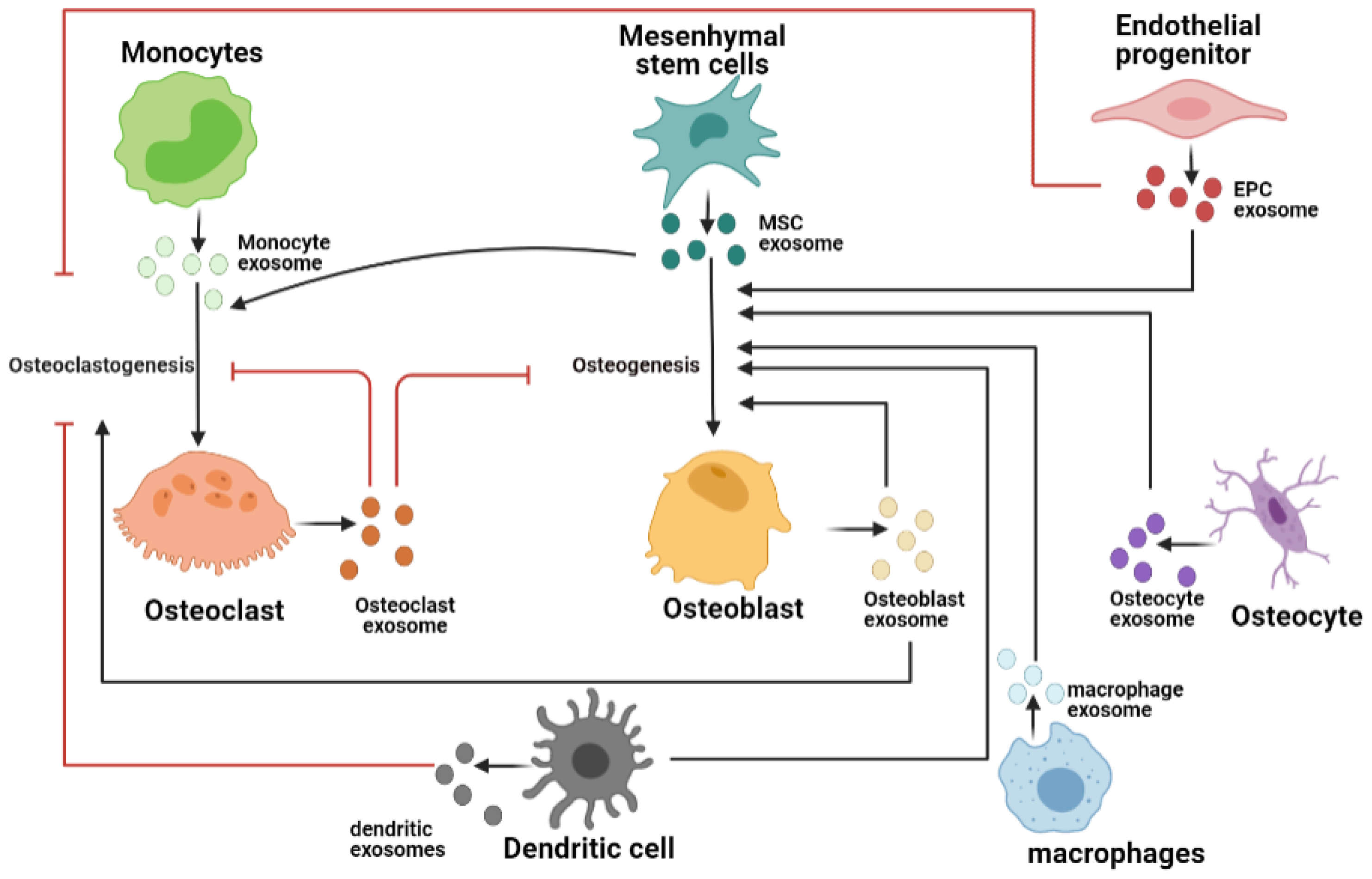 1907715155799166976-bone-tissue-exosome-research-and-application1.png