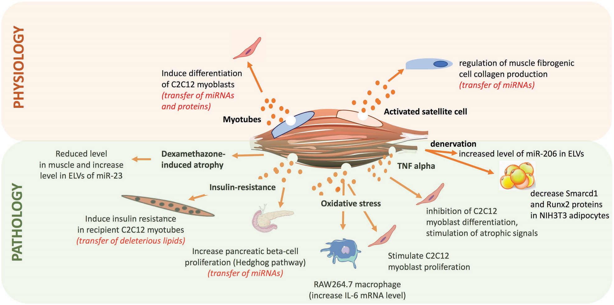 1907716859202490368-muscle-tissue-exosome-research-and-application1.png