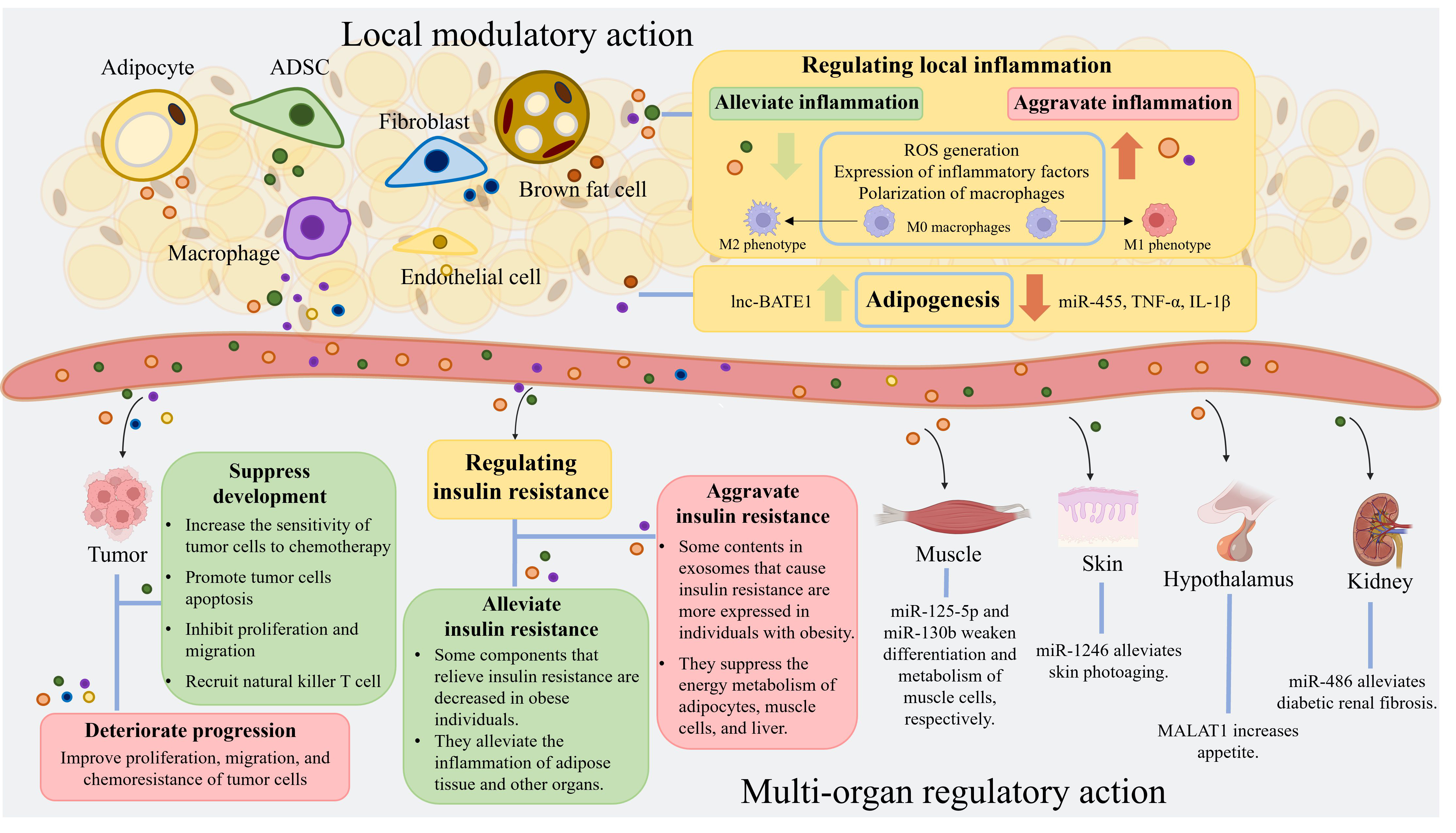 1907718448302641152-adipose-tissue-exosome-research-and-application1.png
