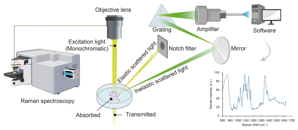 1909056599801581568-raman-spectroscopy-analytical-service1.PNG